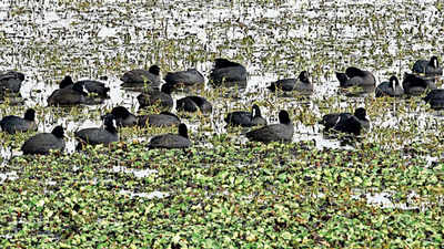 A Wetland Waits For Conservation, So Do Youths In Villages Around It ...