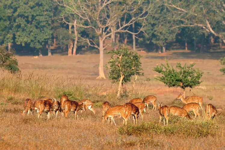 Kanha National Park, Madhya Pradesh