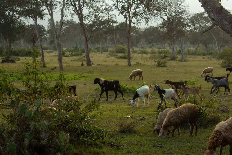 Nilgiri Biosphere Reserve