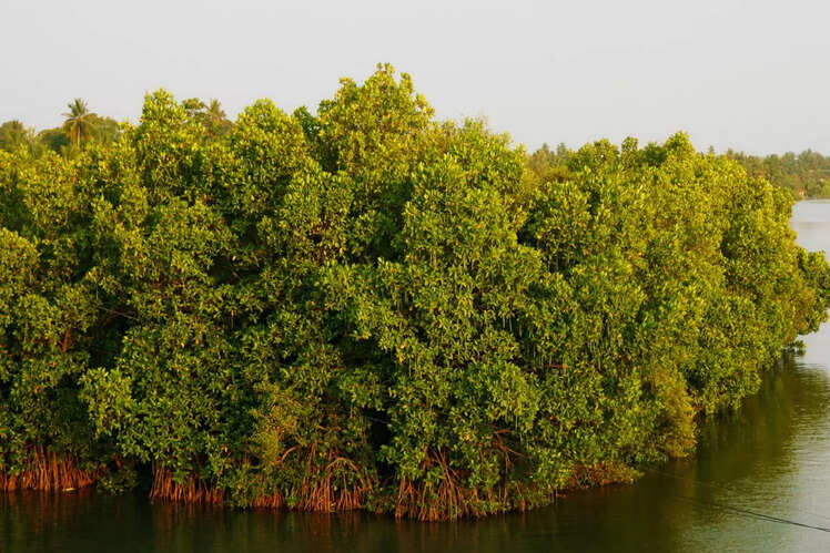 Pichavaram Mangrove Forest, Tamil Nadu