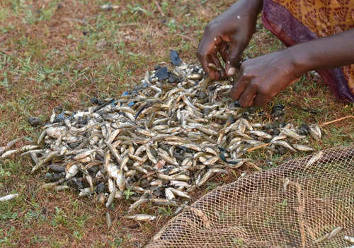 Tamil Nadu: Villagers participate in fishing festival in Madurai village |  The Times of India