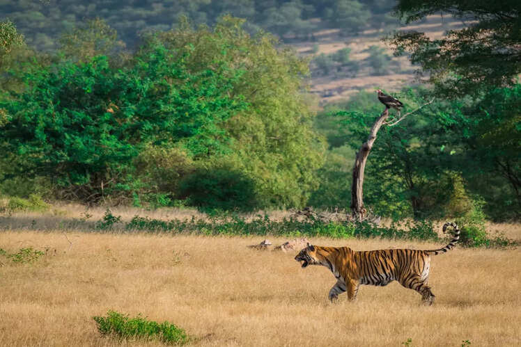 Ranthambore National Park
