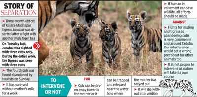 Tiger cub alone for a week, opinion split on rescuing & reuniting it with  mother | Nagpur News - Times of India