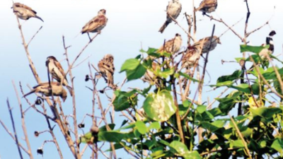 How to bring back sparrows to cities | Chennai News - Times of India