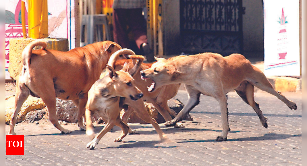 14mthold Toddler Mauled, Bitten By Stray Dog In Dlf2 Gurgaon News