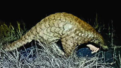 Goa: Rare Indian pangolin found floating in river, rescued | Goa News -  Times of India