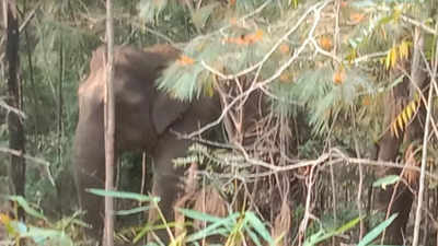 Andhra Pradesh: Herd of wild tuskers causes panic near Tirumala ghat road