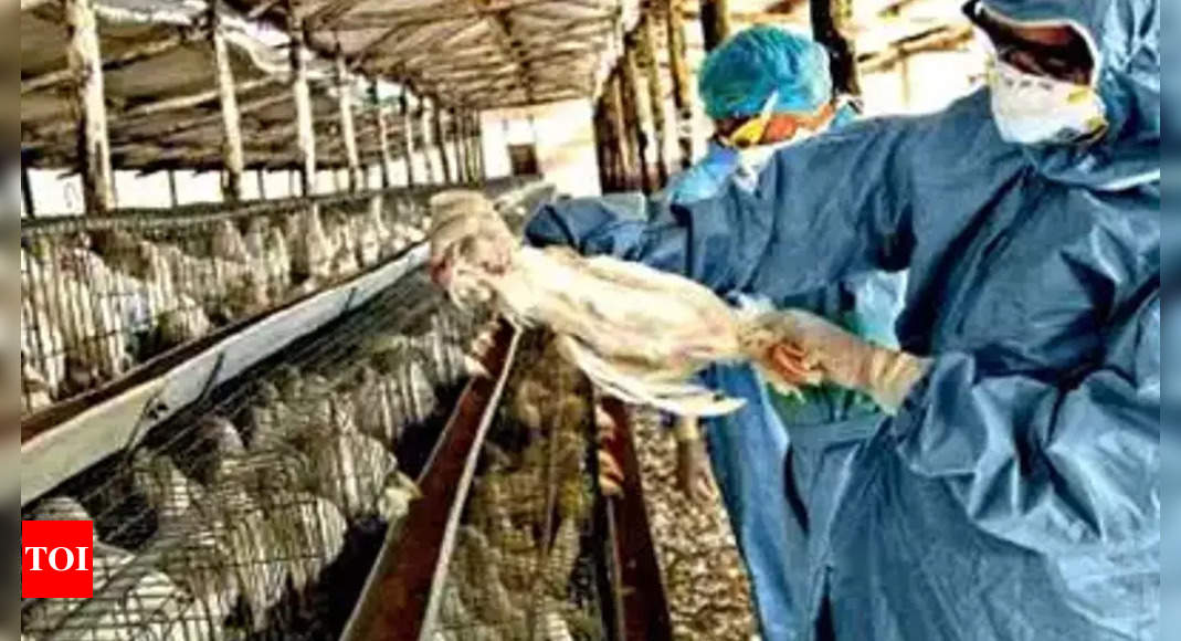 Nebraska reports highly lethal bird flu in commercial chicken flock – Times of India