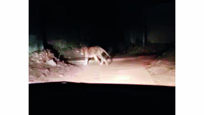 Car driver in Amreli chases, harasses a lion