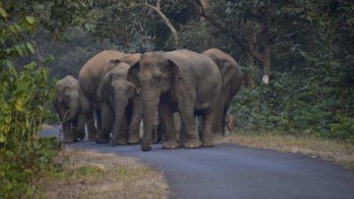 Jumbos cross over to Chhattisgarh after 5-month stay in Gadchiroli