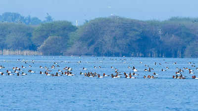 Chennai: 2,500 of migrant duck species at Parandur lake