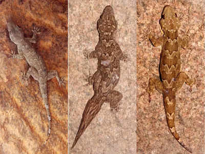 Osmania researchers discover three new lizard species