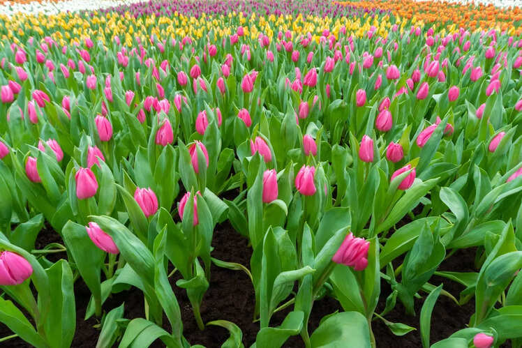 Jinzhan Tulip Garden, China