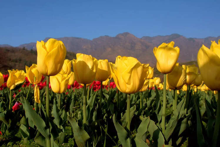 Munsiyari Tulip Garden, Uttarakhand, India