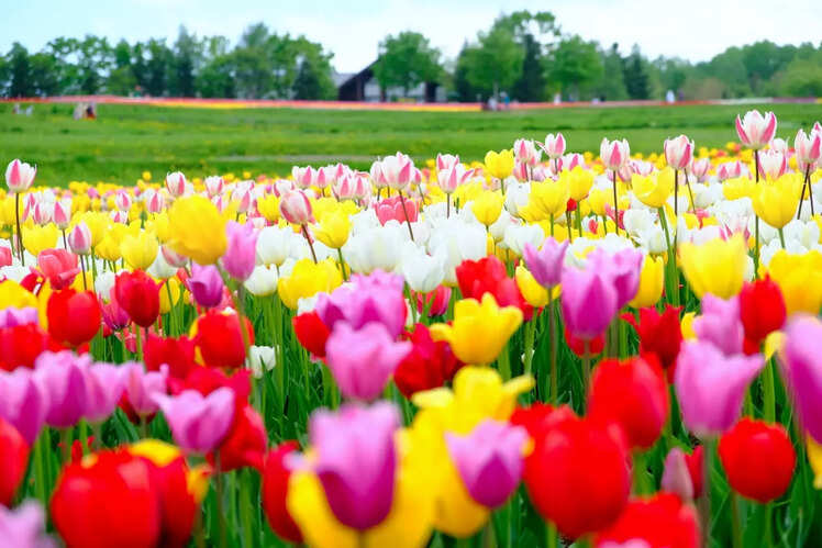 Tonami Tulip Park, Japan