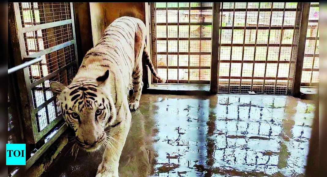 Ailing White Tiger In Vandalur Zoo Succumbs | Chennai News - Times of India