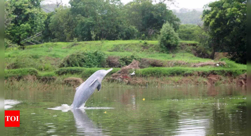 Central body designation of October 5 as 'National Dolphin