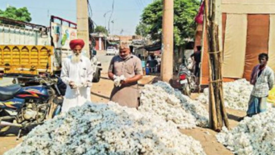 Punjab: Cotton production less than half of last year’s despite 20% rise in area