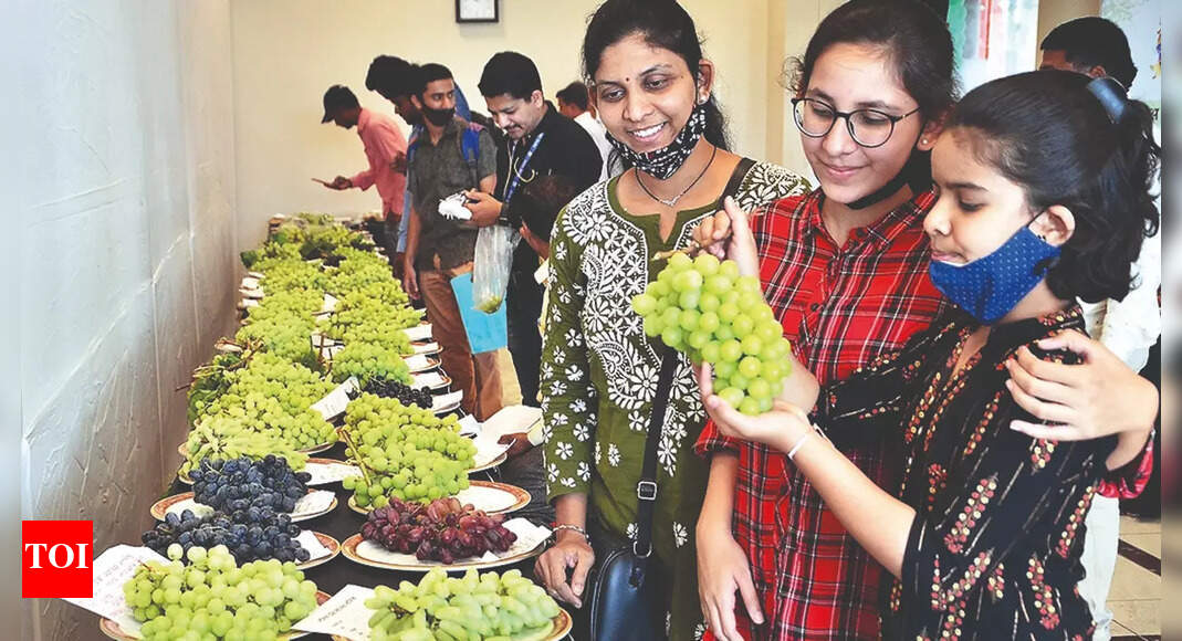 Nashik 53 Varieties Of Grapes On Show At Nashik Festival Nashik News Times of India