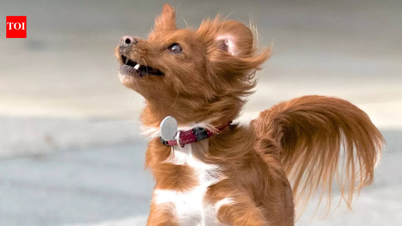 How to manage a hyperactive dog