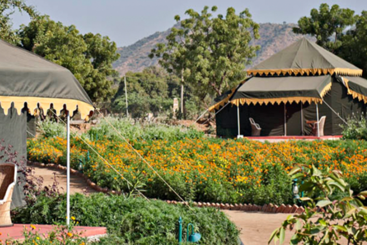 Orchard Tents & Tranquility, Pushkar