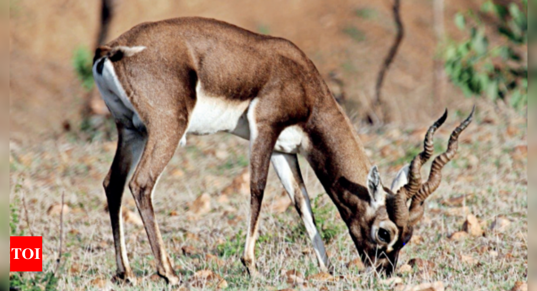 Karnataka Informers Grazers Roped In To Protect Blackbucks In Tumakuru Bengaluru News 