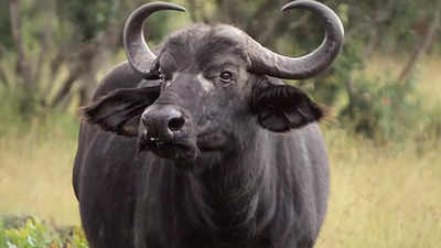 Buffalo