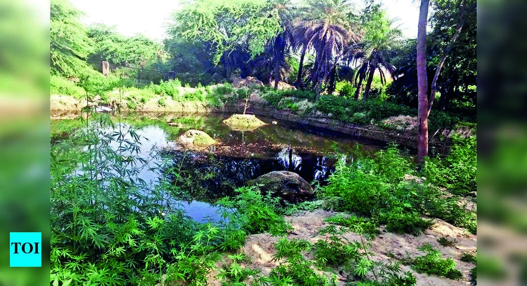 Linked To Canal, How This Pond Will Act As Water Purifier For Surajpur ...