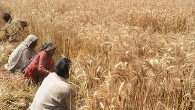 In Ukraine war, India sees an opportunity to export its wheat