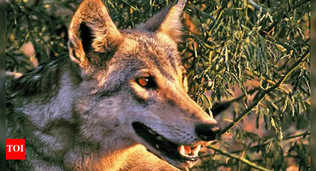 Wolves As Endangered As Tigers In India; Only 3.1k Left | Dehradun News ...