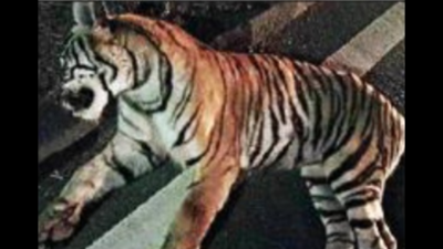Tiger found dead on highway in Madhya Pradesh's Seoni district