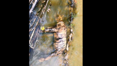 In a first, tiger dies of injuries caused due to defunct radio collar