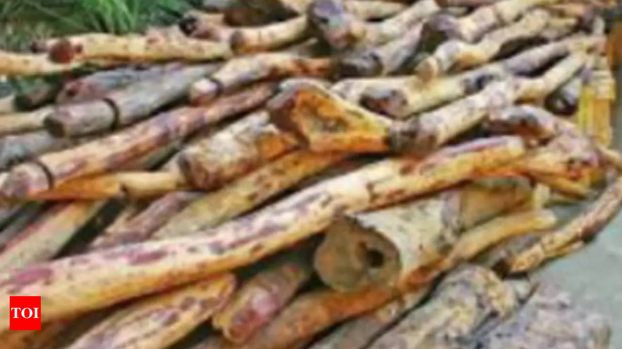 Bloodshed reported again in Marayoor sandalwood forest, marayoor sandalwood  smuggling case