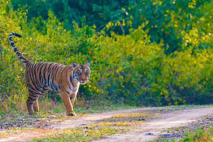 Dhikala Forest Lodge, Corbett, India