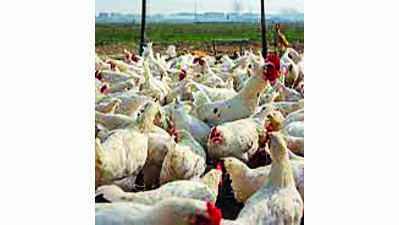 Avian flu scare in Supaul as bird carcasses found; samples collected