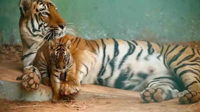 Inflated Mumbai zoo tenders: BJP seeks probe against officials