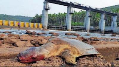 Dam shutters increase risk for endangered giant turtles