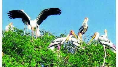 Number of winged visitors to Kokkare Bellur dwindles