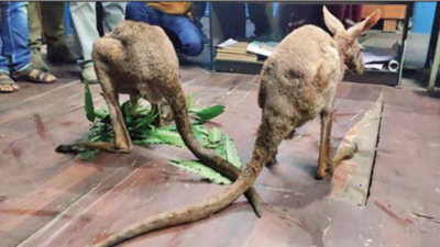 Australia-Bengal-Nepal whodunnit after kangaroos rescued in Jalpaiguri |  Kolkata News - Times of India