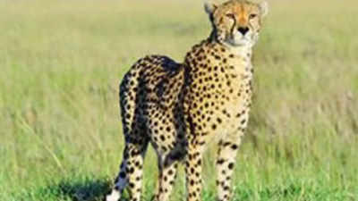 Madhya Pradesh's Kuno to get 100 cheetahs from South Africa in 10 years |  Bhopal News - Times of India