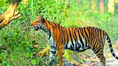 Forest Dept To Create A Safe Zone To Prevent Man-animal Conflict | Meerut  News - Times of India