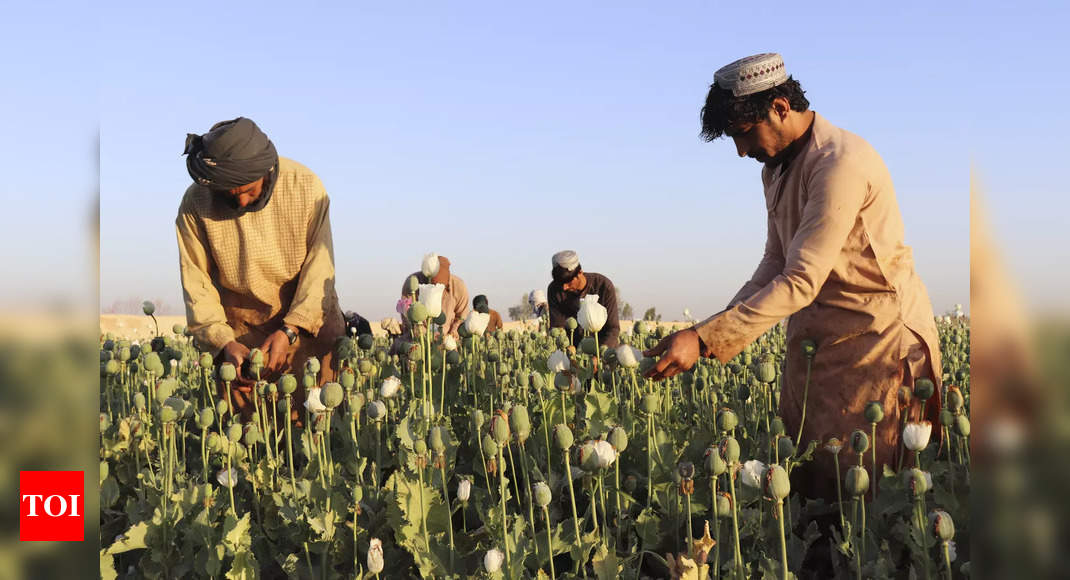 Afghanistan’s Taliban announce ban on poppy production – Times of India