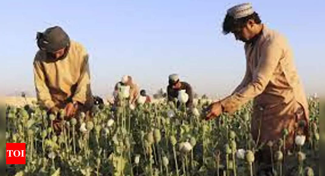 taliban:  Afghanistan’s Taliban announce ban on poppy production – Times of India