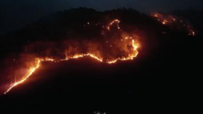 Fsi: Forest fires across country down by half compared to last year ...