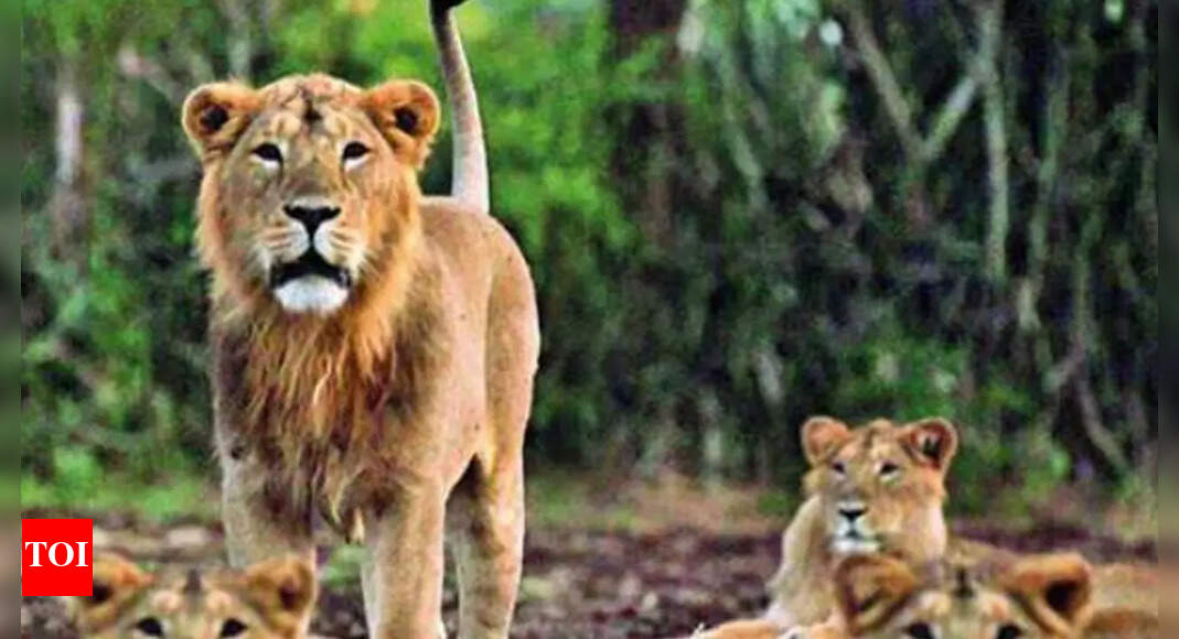 Gujarat: Gir lions reclaiming 'home' | Ahmedabad News - Times of India Gujarat: Gir lions reclaiming 'home' | Ahmedabad News - Times of India