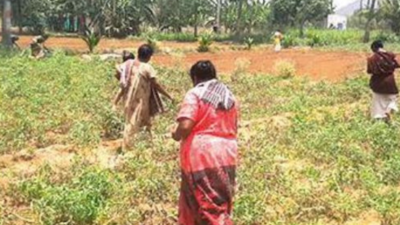Tamil Nadu: Farmers crush tomatoes as price drops to Rs 2/kg