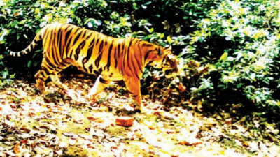 Goa: Forest officials keep check on tiger movement in Mollem