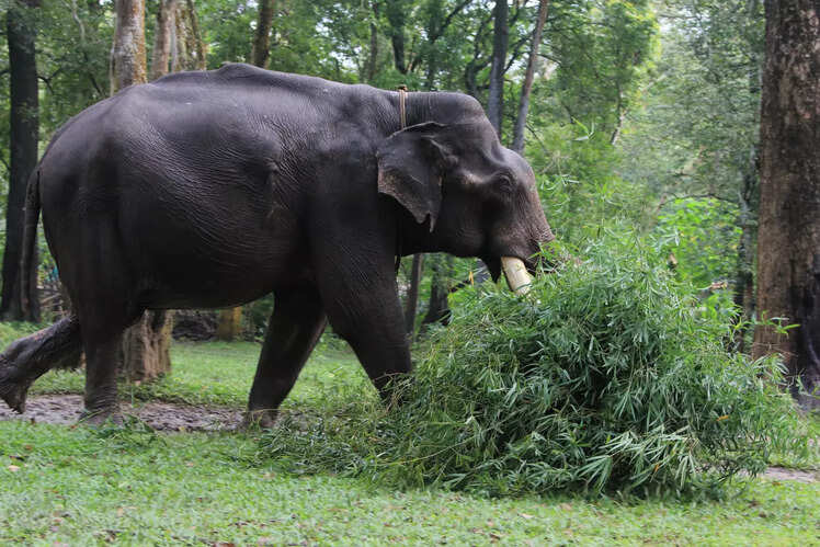 ​Go on a jungle safari at the Periyar Wildlife Sanctuary
