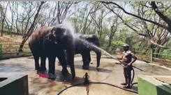 Elephants enjoy clod splashes as the temperature rises in the city