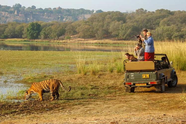 Ranthambore National Park, Rajasthan